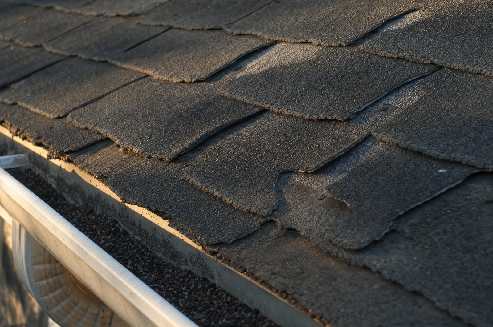Shingle tabs curled and lifting on a failing slope in low raking light, granules collected in the gutter below.