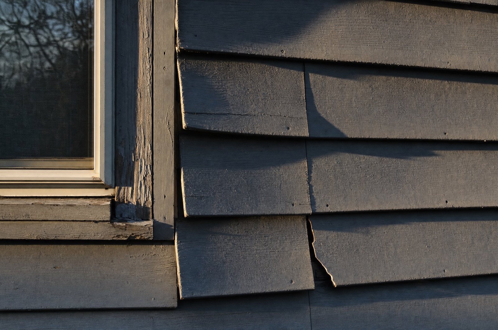 Failing siding in low raking light: panels warped and buckling away from the wall, colour gone chalky and uneven, an opened butt joint and soft grey trim at the window edge.